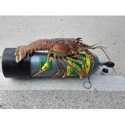 Lobster/lionfish Hunter Course